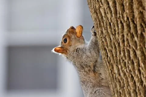 Squirrel with Peanut Stock Photos