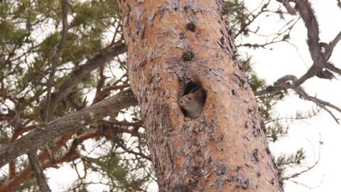 Squirrel peek up from the hollow Stock Footage 269228044