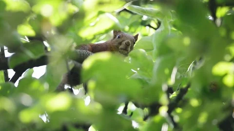 The squirrel peek out Video stock 82260589