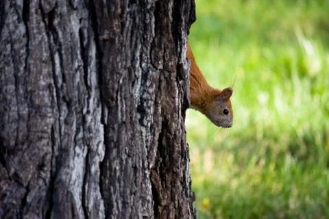Squirrel Peeking behind a Tree Stock Photos
