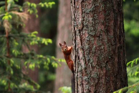 Squirrel peeking from behind a tree Stock Photos