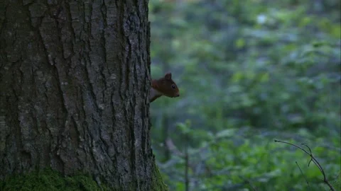 Squirrel peeking out from behind a tree trunk in woodland Stock Footage 324796900