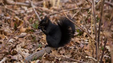 Squirrel peeking from a tree trunk in a forest during the cold season,  Stock Photos