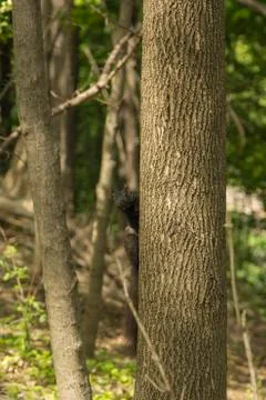 Squirrel Peeks Out From Behind Tree Stock Photos