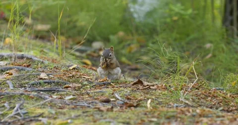 Squirrel Peeling A Pine Cone In The Forest Stock Footage 307067714