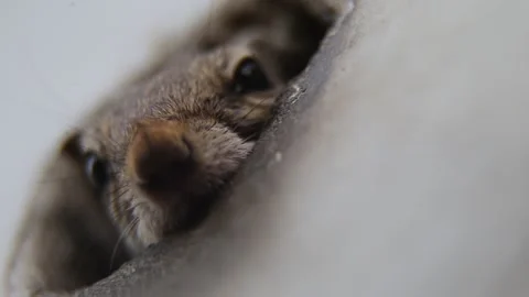 Squirrel peeping out of burrow and hiding Stock Footage 276966693