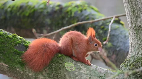 A squirrel pensive on a tree with gentle rain Video stock 303985316