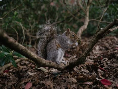 Squirrel perched on a branch eaying a nut Stock Photos