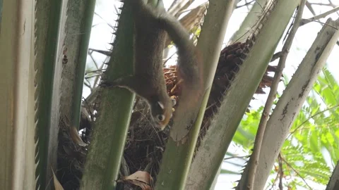 Squirrel perched cautiously on a palm tree branch. Vidéo 331864180