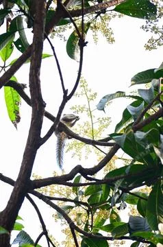 Squirrel Perched on Flowering Tree Branch Stock Photos