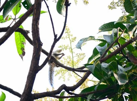 Squirrel Perched on Flowering Tree Branch Stock Photos
