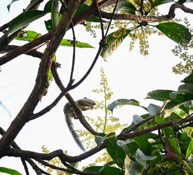 Squirrel Perched on Flowering Tree Branch Stock Photos