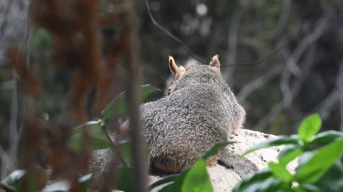 Squirrel-perched - looks behind and runs away Stock Footage 144791241