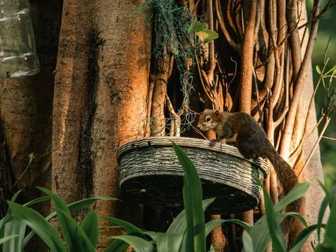 Squirrel Perched on Old Wicker Planter Amid Tangled Vines and Roots Stock Photos