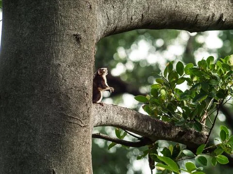 Squirrel Perched on Tree Branch Looking Up Through Foliage 写真素材