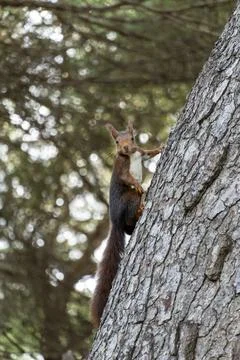 A squirrel is perched on a tree branch Stock Photos