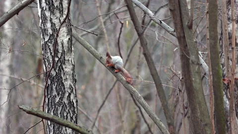 Squirrel Perched on a Tree Branch in a Serene Forest Setting Stock Footage 305344682