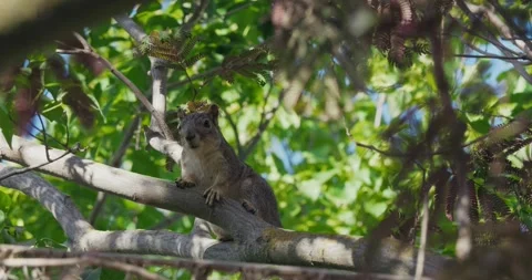 Squirrel Perched on Tree Branch in Slow Motion Stock Footage 334746505