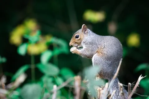 Squirrel Perched On A Tree Stump Eating Stock Photos