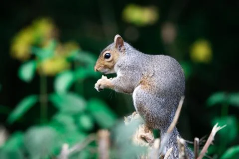 Squirrel Perched On A Tree Stump Eating Foto stock