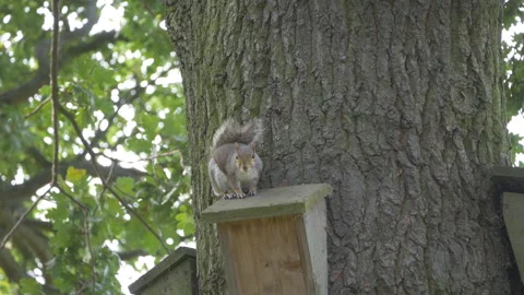 A squirrel perched on a wooden platform attached to a large tree trunk. Stock Footage 287505618