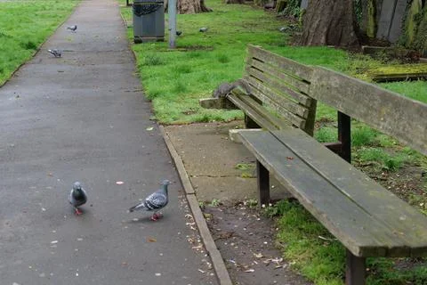 Squirrel perches on bench surrounded by pigeons Stock Photos