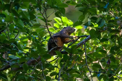 Squirrel perches on tree branch, surrounded by dense green leaves Stock Photos