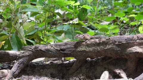 A squirrel is perching on a fallen tree trunk Stock Footage 314572340