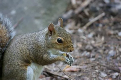 Squirrel 写真素材