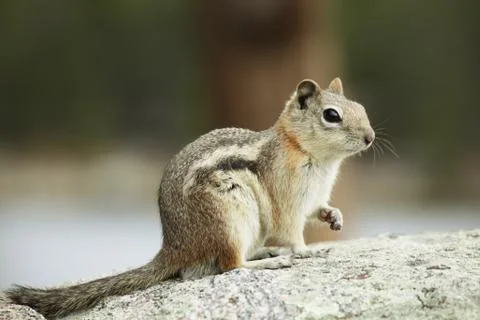 Squirrel Stock Photos