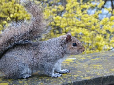 Squirrel Stock Photos