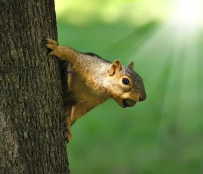 Squirrel Stock Photos