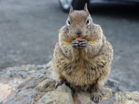 Squirrel Stock Photos