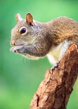 Squirrel Stock Photos