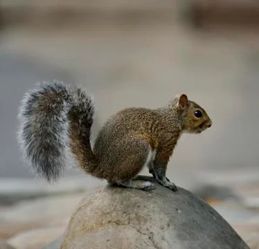 Squirrel Stock Photos