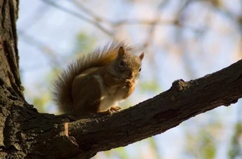 Squirrel Stock Photos