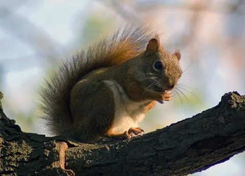 Squirrel Stock Photos