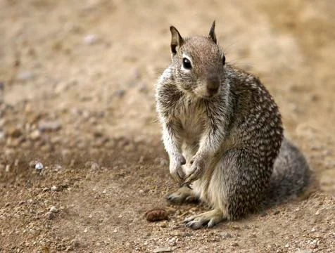 Squirrel Stock Photos