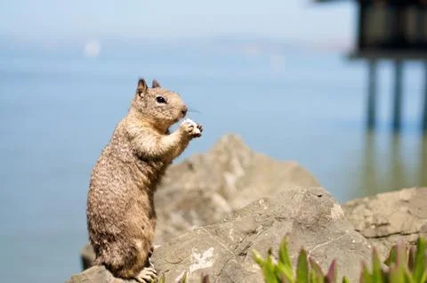 Squirrel Stock Photos
