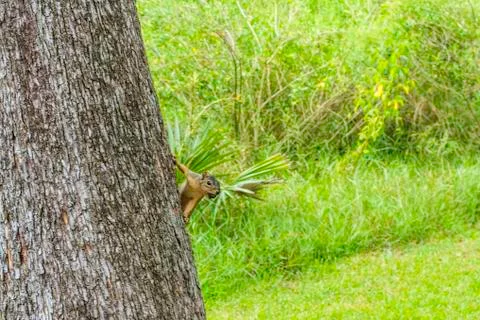 Squirrel Stock Photos