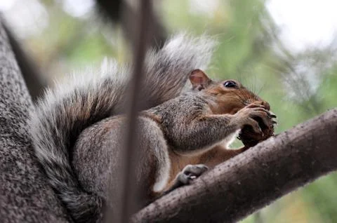 Squirrel Stock Photos