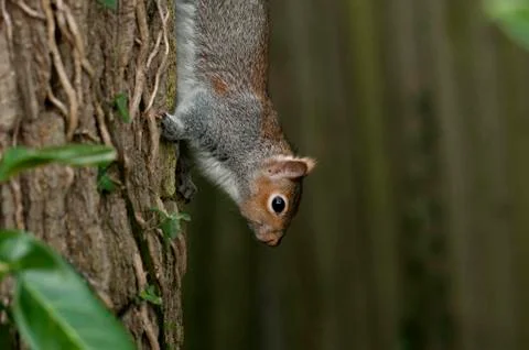 Squirrel Stock Photos