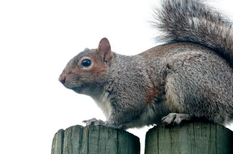 Squirrel Stock Photos