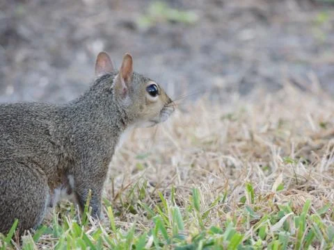 Squirrel Stock Photos