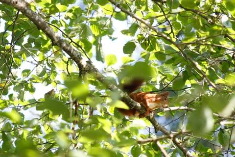 Squirrel Stock-Fotos