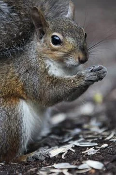 Squirrel Stock Photos