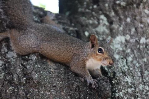 Squirrel Stock-Fotos