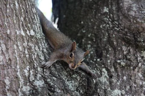 Squirrel Stock Photos