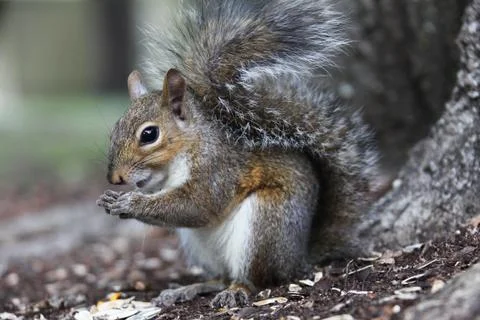 Squirrel Stock Photos