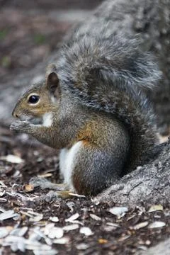 Squirrel Stock Photos